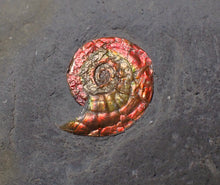 Load image into Gallery viewer, Juvenile iridescent red Psiloceras ammonite fossil (17mm)
