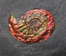 Load image into Gallery viewer, Juvenile iridescent red Psiloceras ammonite fossil (17mm)
