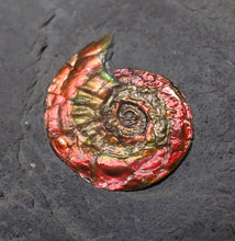 Load image into Gallery viewer, Juvenile iridescent red Psiloceras ammonite fossil (17mm)
