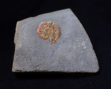 Load image into Gallery viewer, Juvenile iridescent Psiloceras ammonite fossil (17mm)
