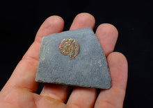 Load image into Gallery viewer, Juvenile iridescent Psiloceras ammonite fossil (17mm)
