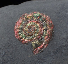 Load image into Gallery viewer, Juvenile iridescent Psiloceras ammonite fossil (17mm)
