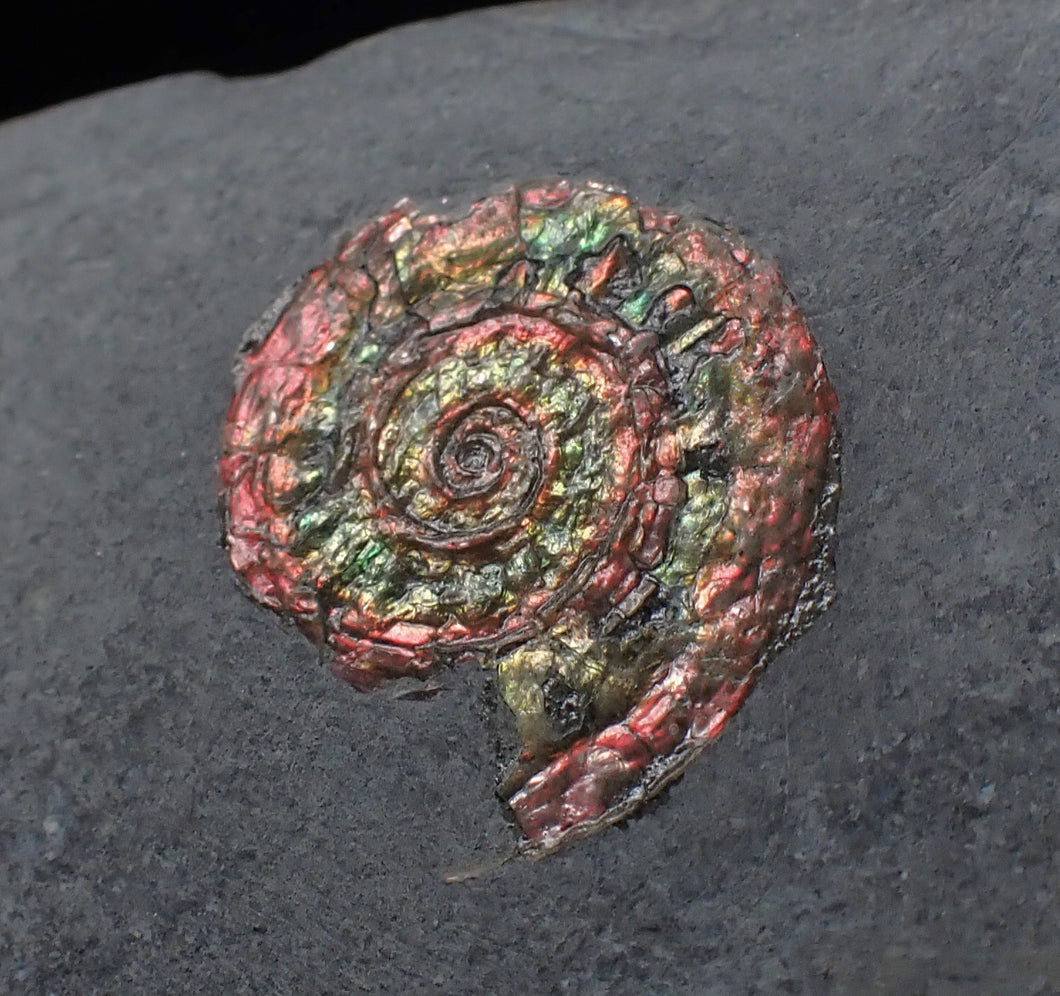 Juvenile iridescent Psiloceras ammonite fossil (17mm)