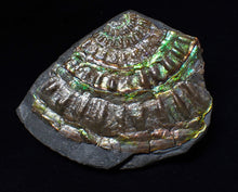 Load image into Gallery viewer, Green iridescent partial Caloceras display ammonite fossil 68 mm
