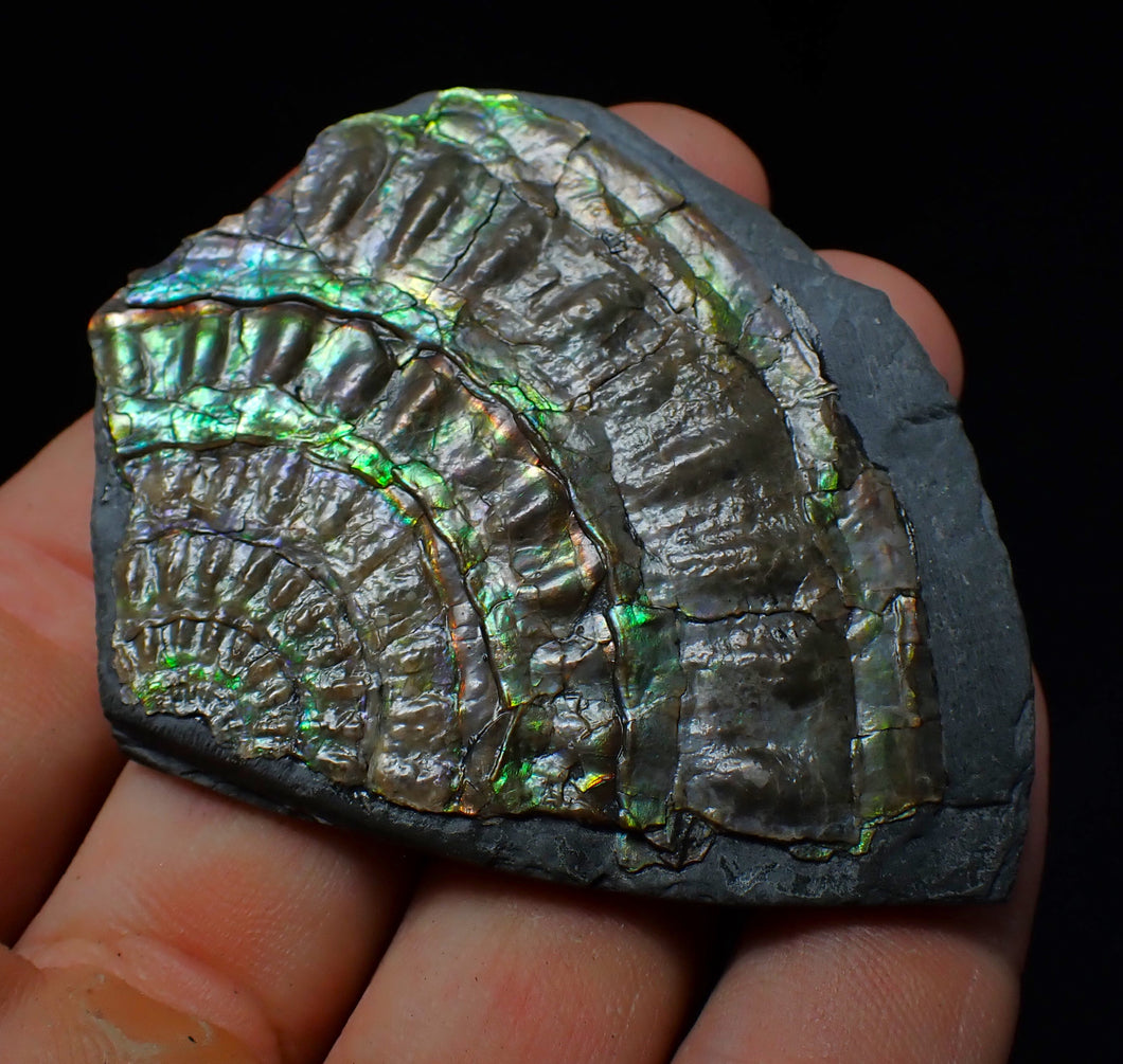 Green iridescent partial Caloceras display ammonite fossil 68 mm