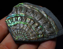 Load image into Gallery viewer, Green iridescent partial Caloceras display ammonite fossil 68 mm
