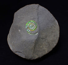 Load image into Gallery viewer, Green juvenile iridescent Caloceras display ammonite fossil 17mm
