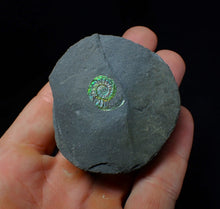 Load image into Gallery viewer, Green juvenile iridescent Caloceras display ammonite fossil 17mm
