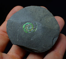 Load image into Gallery viewer, Green juvenile iridescent Caloceras display ammonite fossil 17mm
