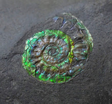 Load image into Gallery viewer, Green juvenile iridescent Caloceras display ammonite fossil 17mm
