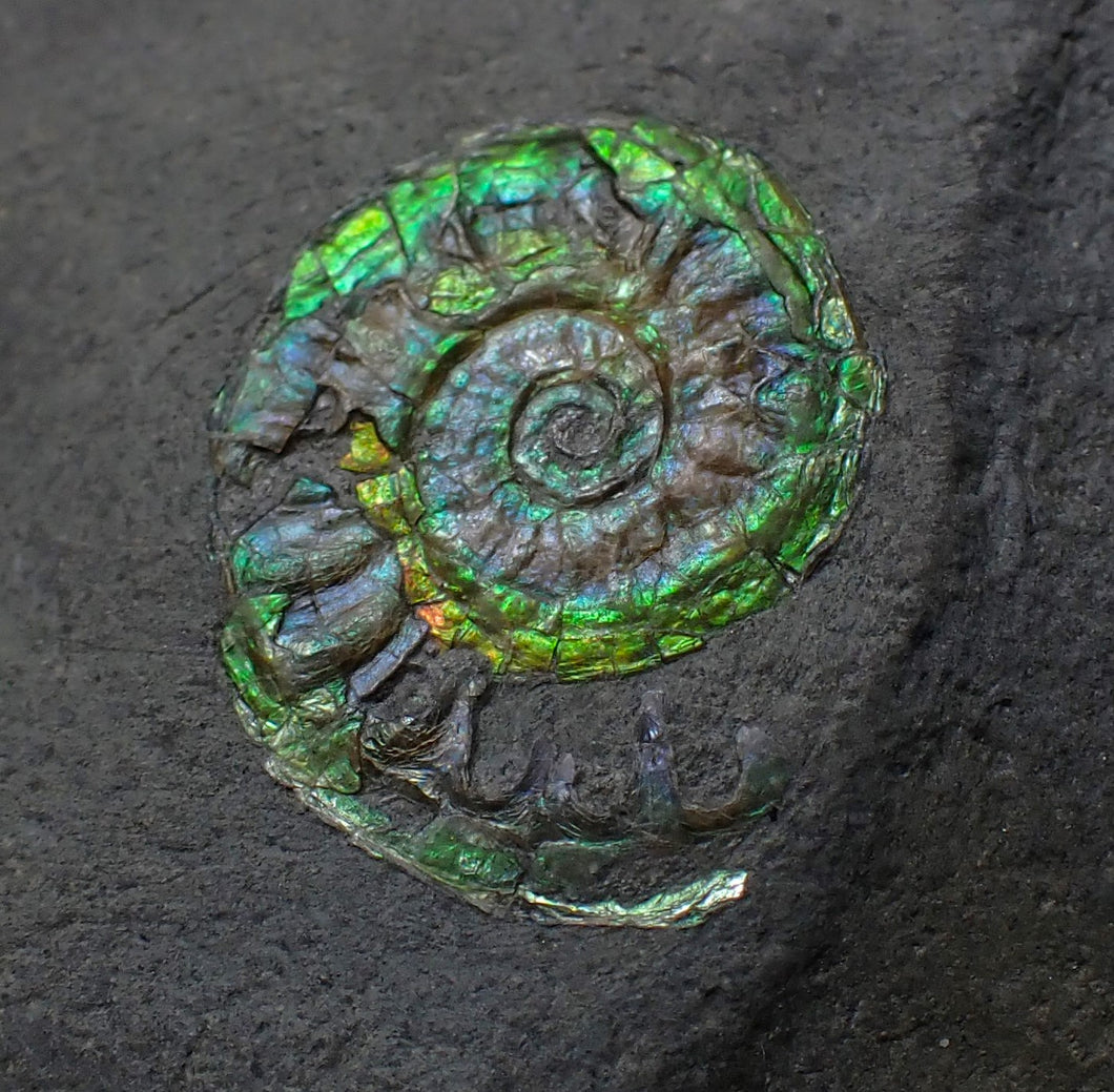 Green juvenile iridescent Caloceras display ammonite fossil 17mm