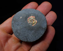 Load image into Gallery viewer, Juvenile iridescent red Psiloceras ammonite fossil (15mm)
