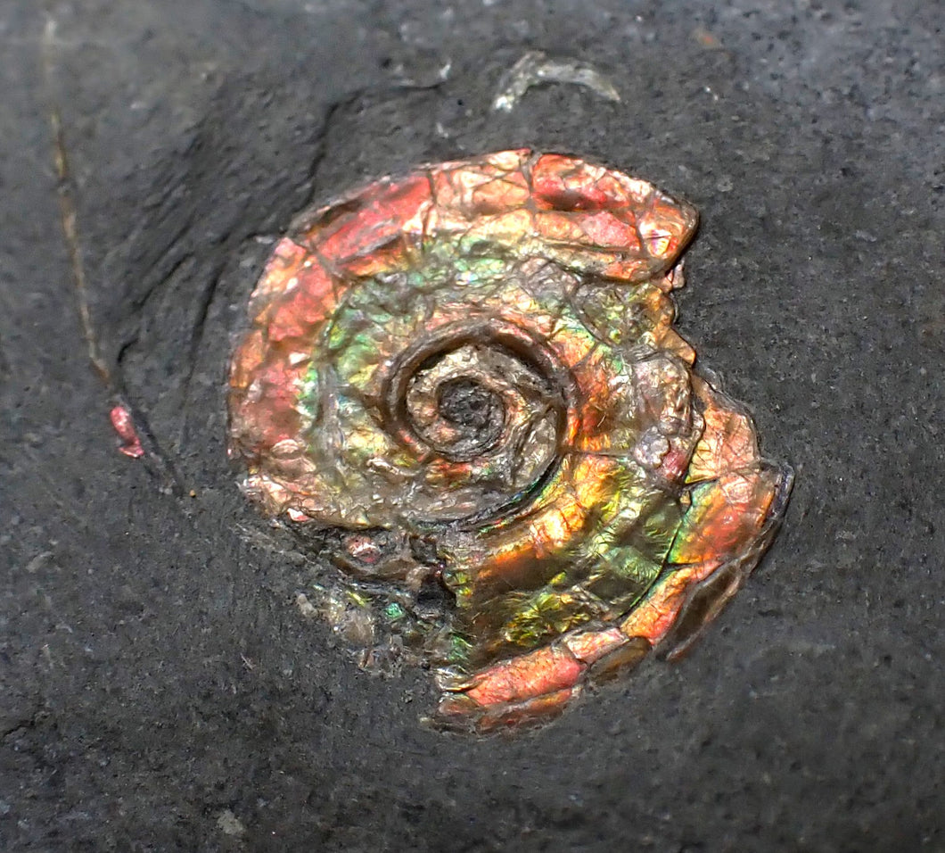 Juvenile iridescent red Psiloceras ammonite fossil (15mm)