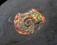 Load image into Gallery viewer, Juvenile iridescent red Psiloceras ammonite fossil (15mm)
