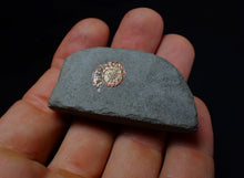 Load image into Gallery viewer, Juvenile iridescent Psiloceras ammonite fossil (13mm)
