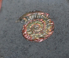 Load image into Gallery viewer, Juvenile iridescent Psiloceras ammonite fossil (13mm)
