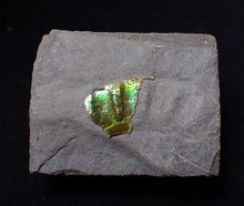 Load image into Gallery viewer, Green iridescent partial Caloceras display ammonite fossil
