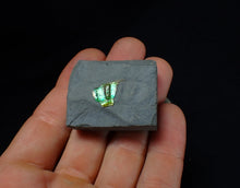 Load image into Gallery viewer, Green iridescent partial Caloceras display ammonite fossil
