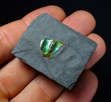 Load image into Gallery viewer, Green iridescent partial Caloceras display ammonite fossil
