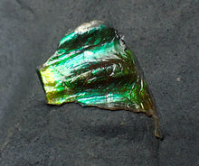 Load image into Gallery viewer, Green iridescent partial Caloceras display ammonite fossil
