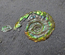 Load image into Gallery viewer, Tiny juvenile iridescent green Psiloceras ammonite fossil (13mm)
