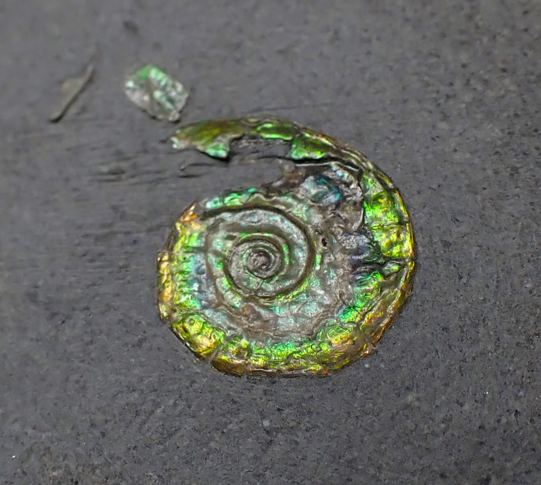 Tiny juvenile iridescent green Psiloceras ammonite fossil (13mm)