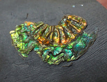 Load image into Gallery viewer, Juvenile iridescent Caloceras display ammonite fossil 25mm
