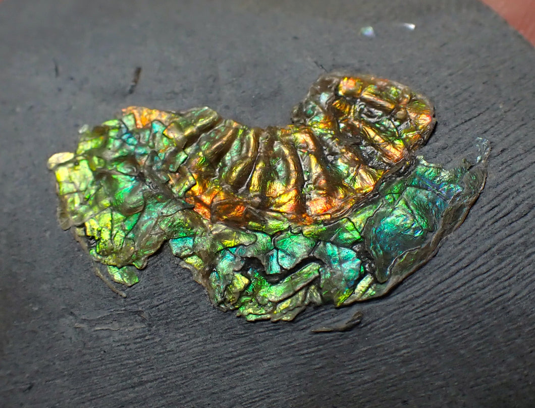Juvenile iridescent Caloceras display ammonite fossil 25mm