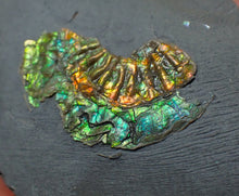 Load image into Gallery viewer, Juvenile iridescent Caloceras display ammonite fossil 25mm
