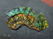 Load image into Gallery viewer, Juvenile iridescent Caloceras display ammonite fossil 25mm
