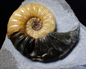 Asteroceras obtusum display ammonite fossil (62 mm)