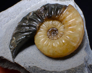 Asteroceras obtusum display ammonite fossil (62 mm)