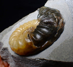 Asteroceras obtusum display ammonite fossil (62 mm)