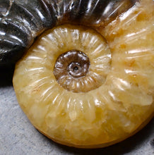 Load image into Gallery viewer, Asteroceras obtusum display ammonite fossil (62 mm)
