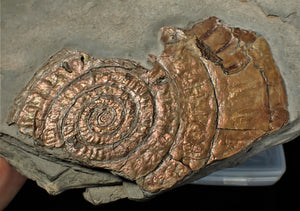 Large copper iridescent Caloceras display ammonite
