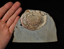 Load image into Gallery viewer, Large fiery iridescent Psiloceras ammonite display piece
