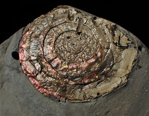 Large fiery iridescent Psiloceras ammonite display piece