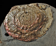 Load image into Gallery viewer, Large fiery iridescent Psiloceras ammonite display piece

