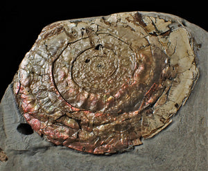 Large fiery iridescent Psiloceras ammonite display piece