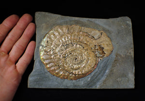 Large iridescent double-Caloceras display ammonite