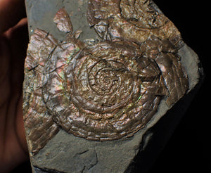 Multi-Psiloceras ammonite display piece