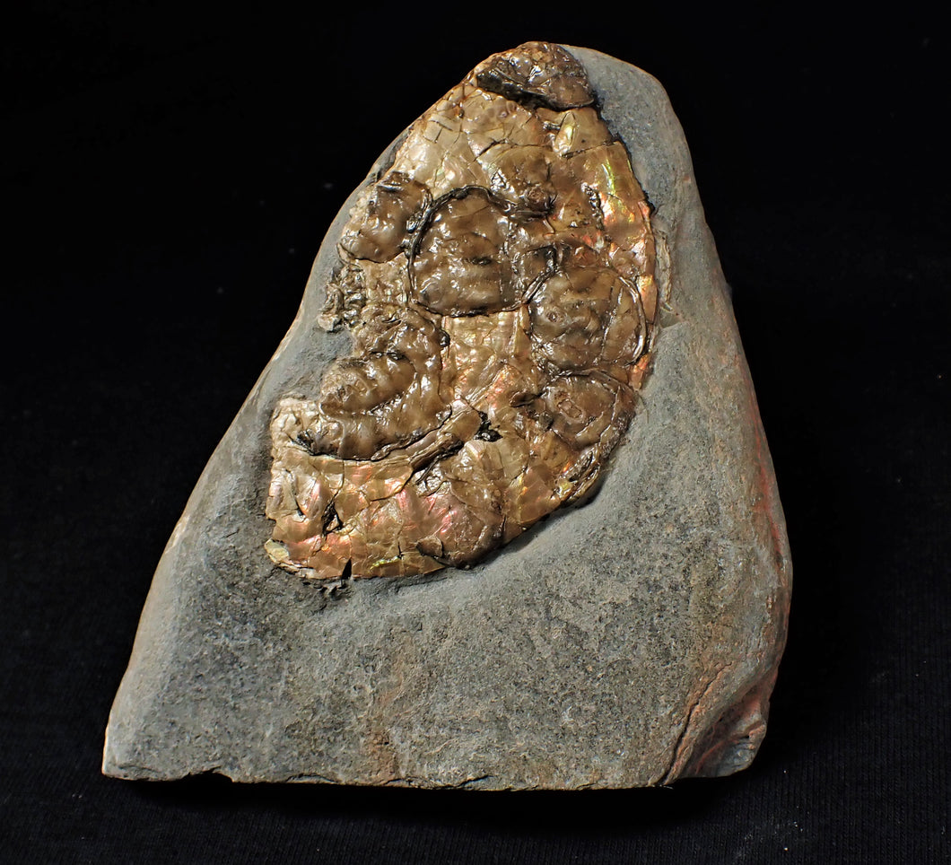 Iridescent Caloceras display ammonite with encrusting bivalves