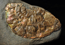 Load image into Gallery viewer, Iridescent Caloceras display ammonite with encrusting bivalves
