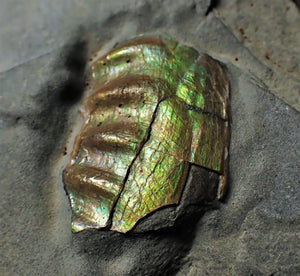 Stunning green iridescent Caloceras display ammonite