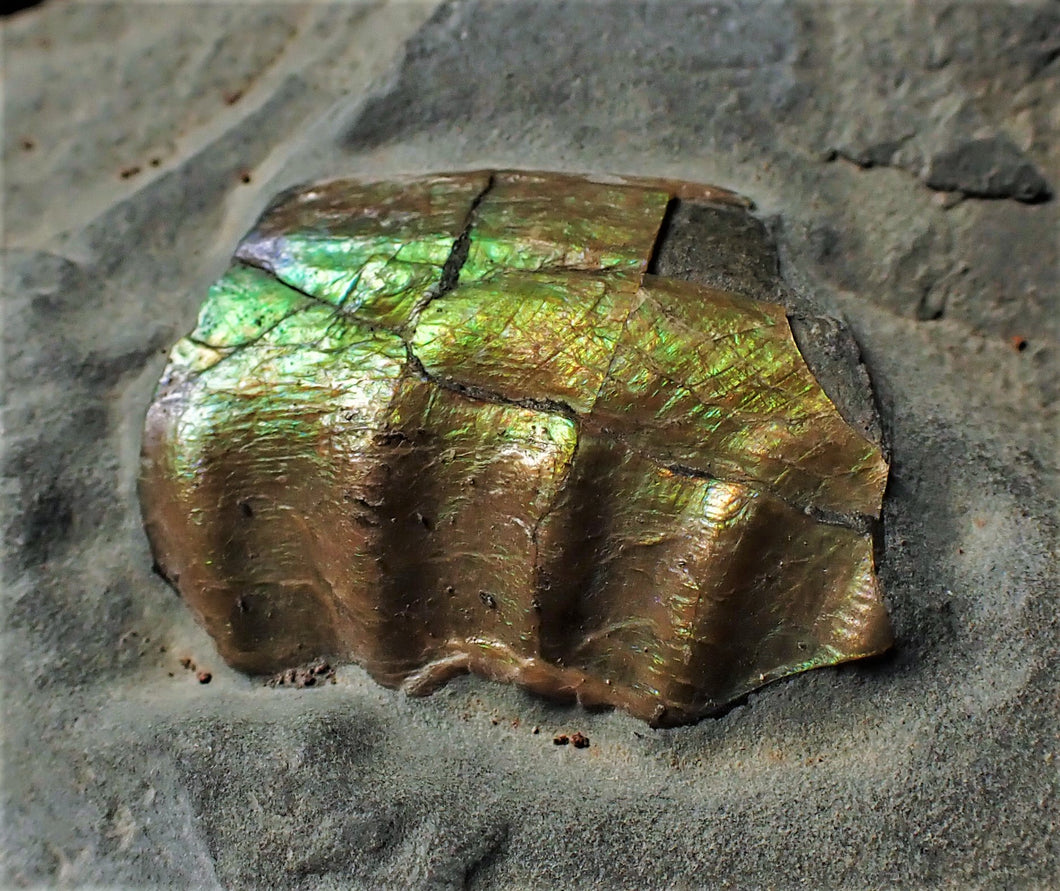 Stunning green iridescent Caloceras display ammonite
