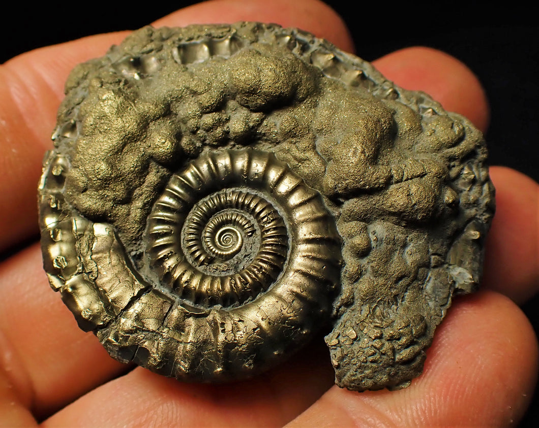 Large Crucilobiceras pyrite ammonite fossil (50 mm)