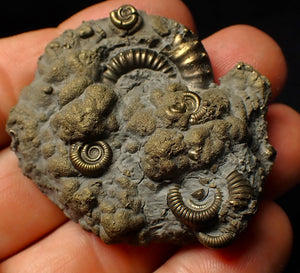 Large Crucilobiceras pyrite ammonite fossil (50 mm)