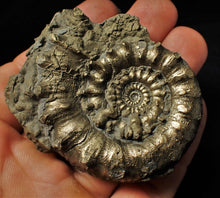 Load image into Gallery viewer, Large pyrite Eoderoceras bispinigerum spiny ammonite (67 mm)
