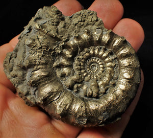 Large pyrite Eoderoceras bispinigerum spiny ammonite (67 mm)