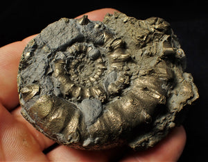 Large pyrite Eoderoceras bispinigerum spiny ammonite (67 mm)